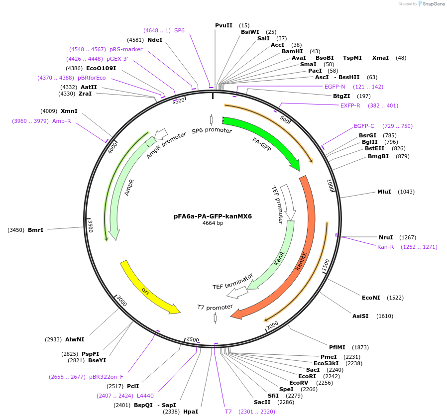 18820-plasmid-map-sequence-id-8861