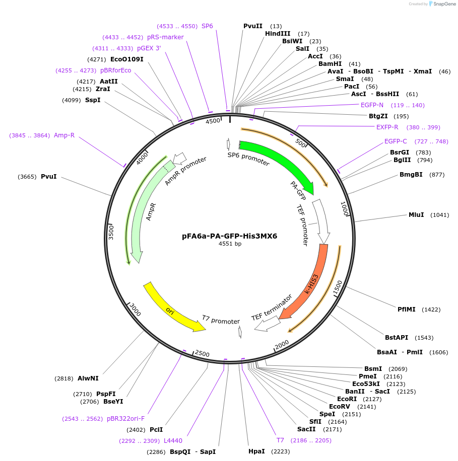 18822-plasmid-map-sequence-id-8863