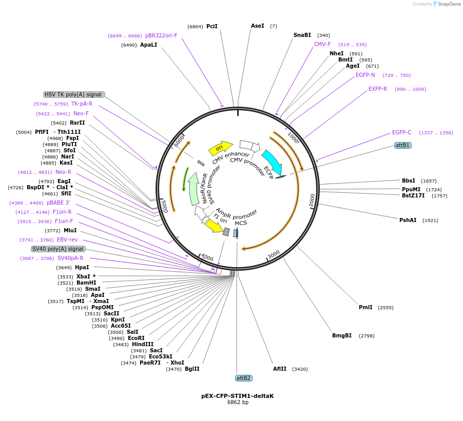 18860-plasmid-map-sequence-id-8866