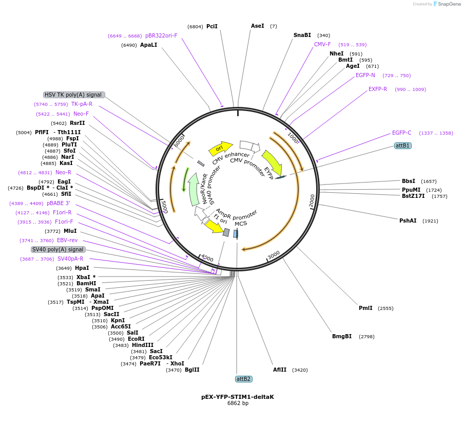18861-plasmid-map-sequence-id-8867