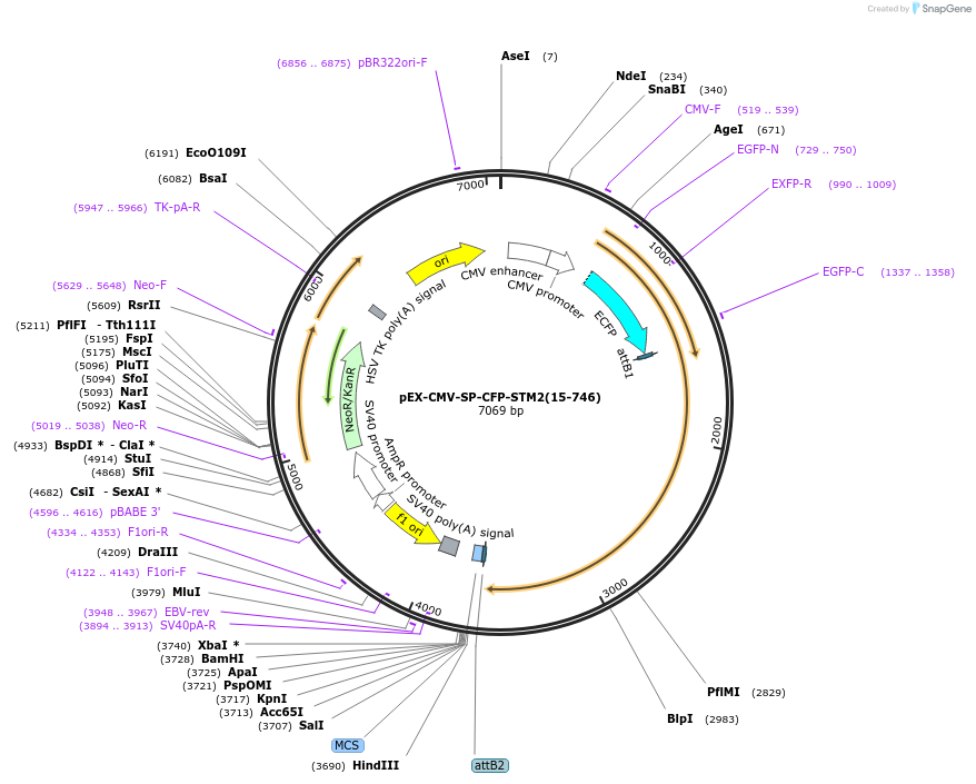 18863-plasmid-map-sequence-id-8869