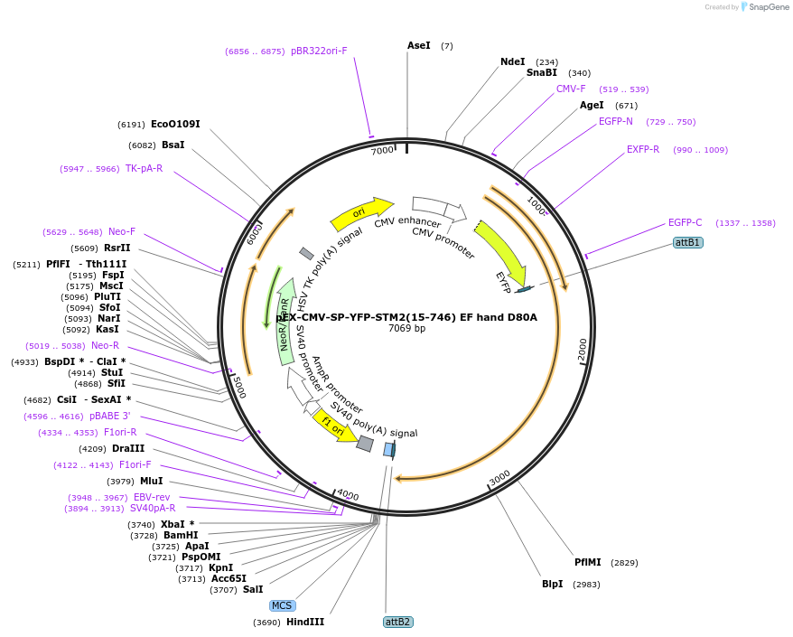 18864-plasmid-map-sequence-id-8870