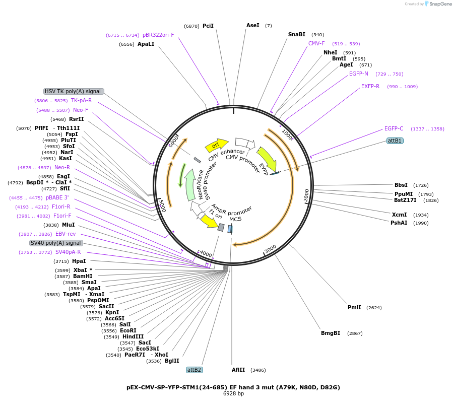 18865-plasmid-map-sequence-id-8871