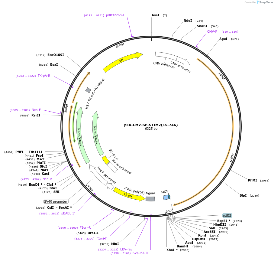 18868-plasmid-map-sequence-id-8872