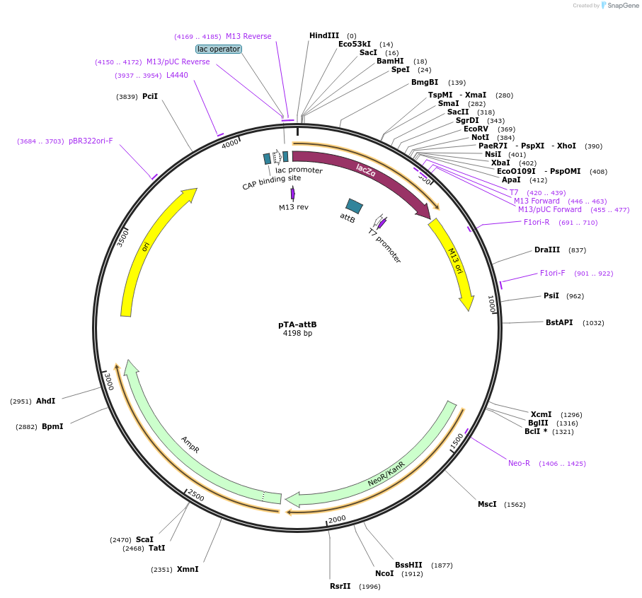 18937-plasmid-map-sequence-id-8891
