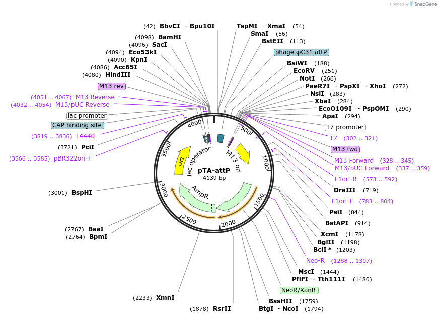 18939-plasmid-map-sequence-id-8892