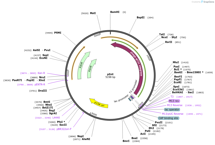 18941-plasmid-map-sequence-id-8894