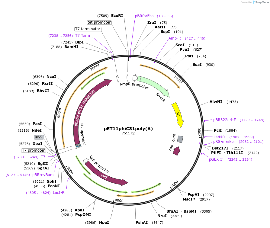 18942-plasmid-map-sequence-id-8895