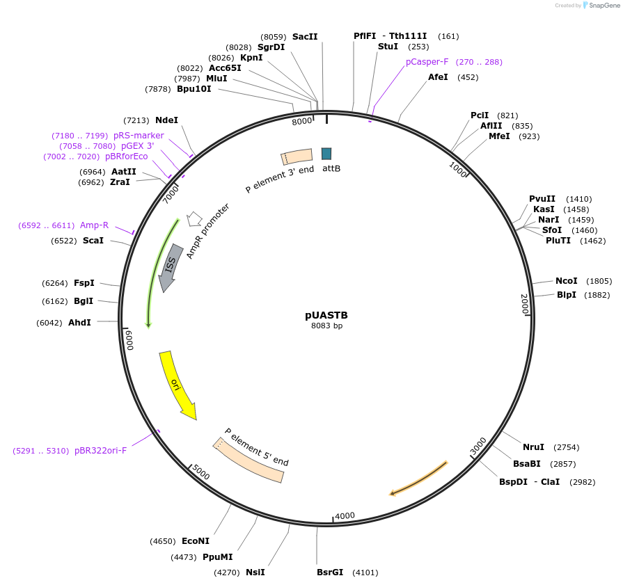 18944-plasmid-map-sequence-id-8896
