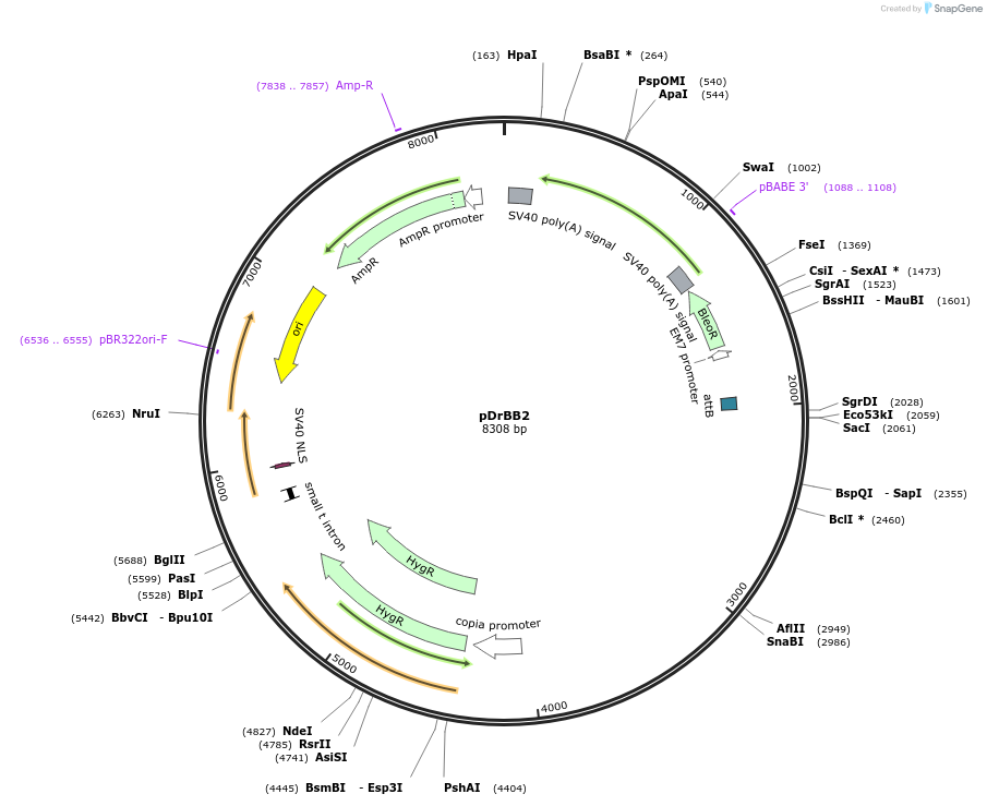 18946-plasmid-map-sequence-id-8898