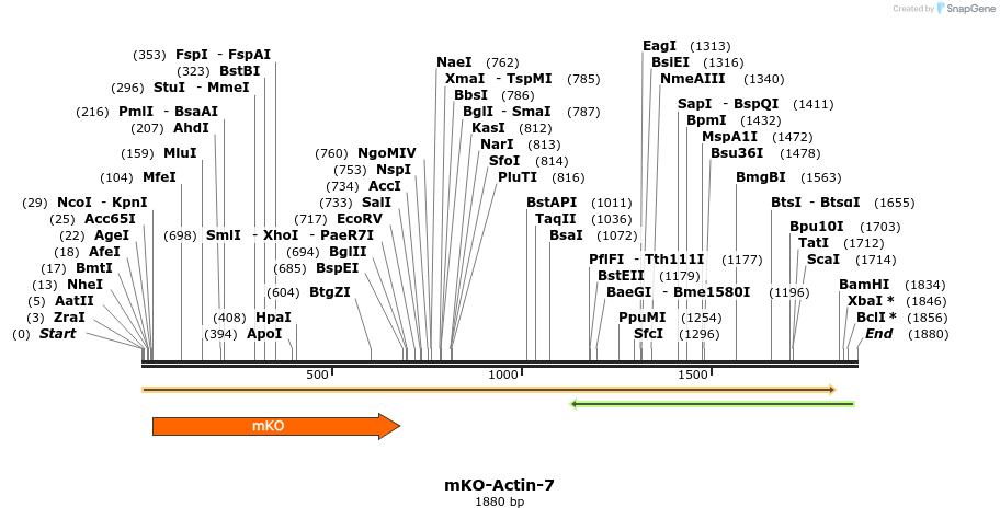 88981_map