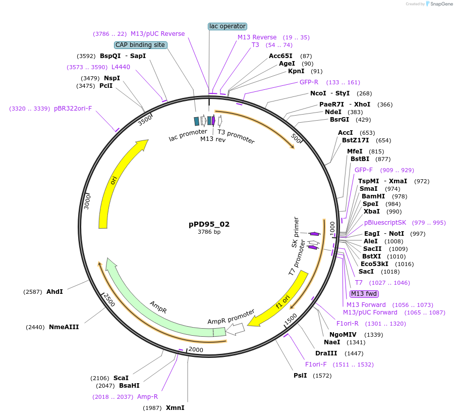 1478-plasmid-map-sequence-id-89