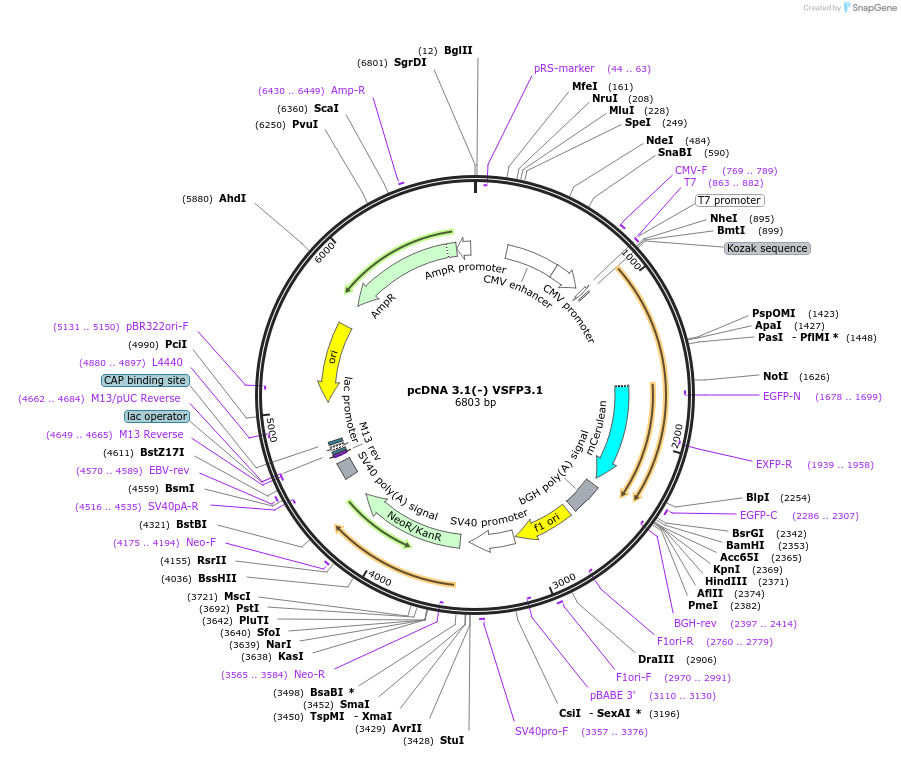 18951-plasmid-map-sequence-id-8901