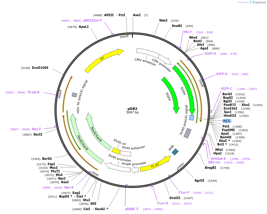 18954-plasmid-map-sequence-id-8902
