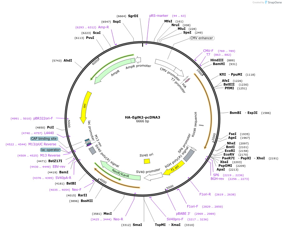18961-plasmid-map-sequence-id-8906