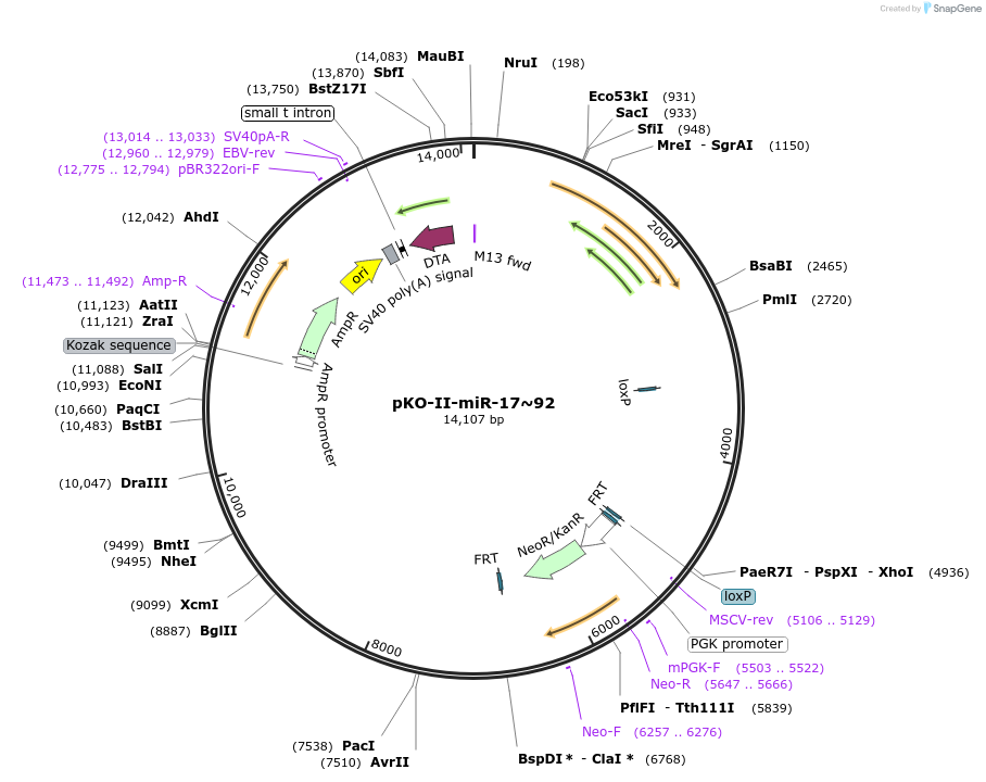 19029-plasmid-map-sequence-id-8920