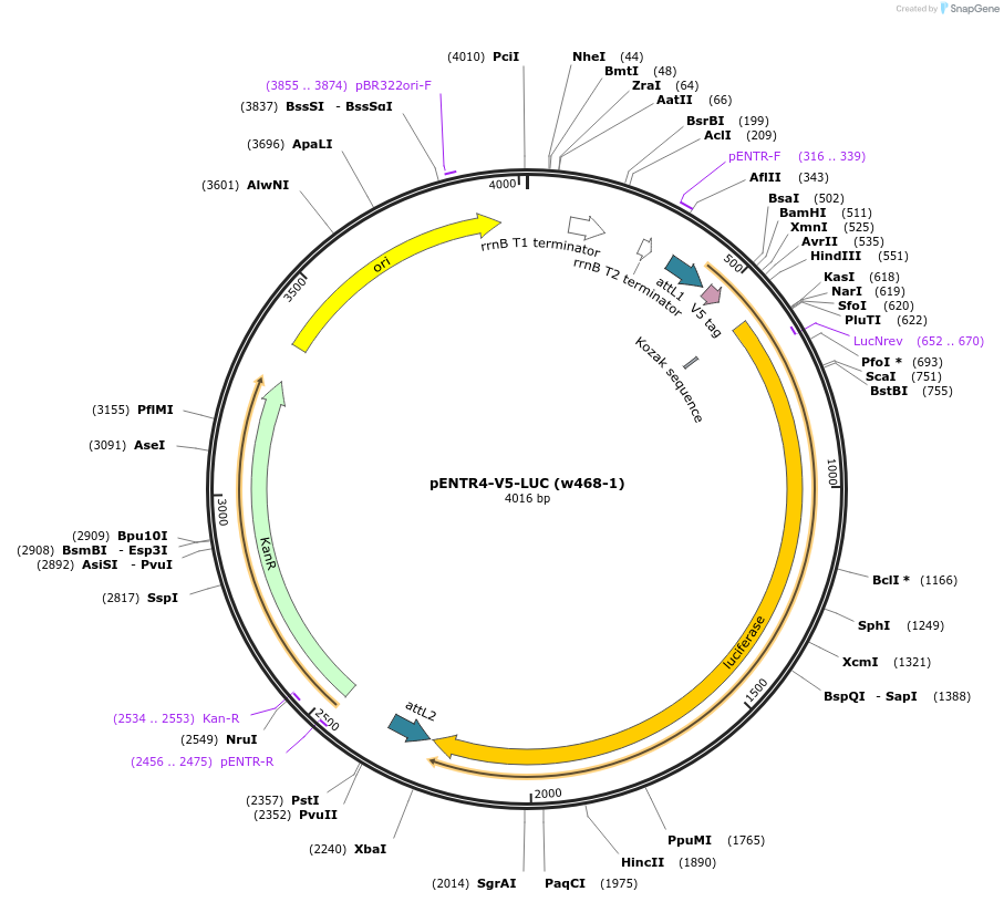 19135-plasmid-map-sequence-id-8931