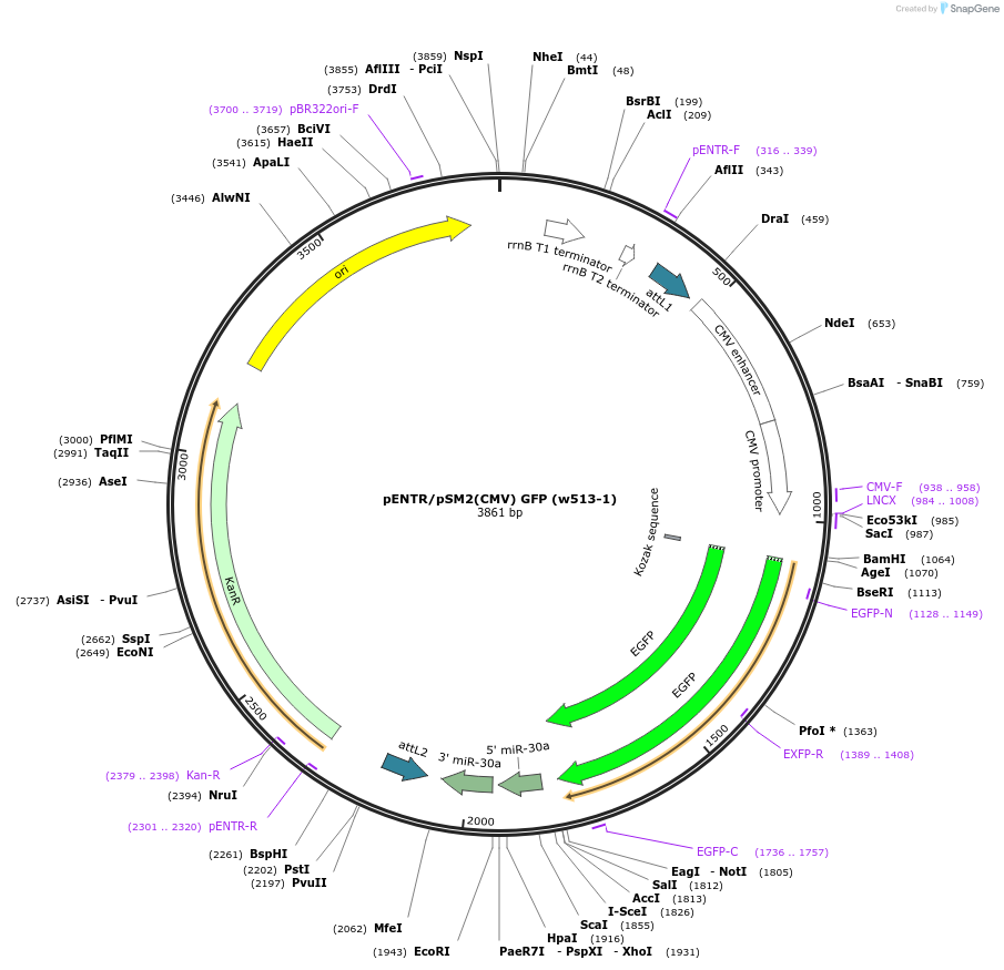 19170-plasmid-map-sequence-id-8936