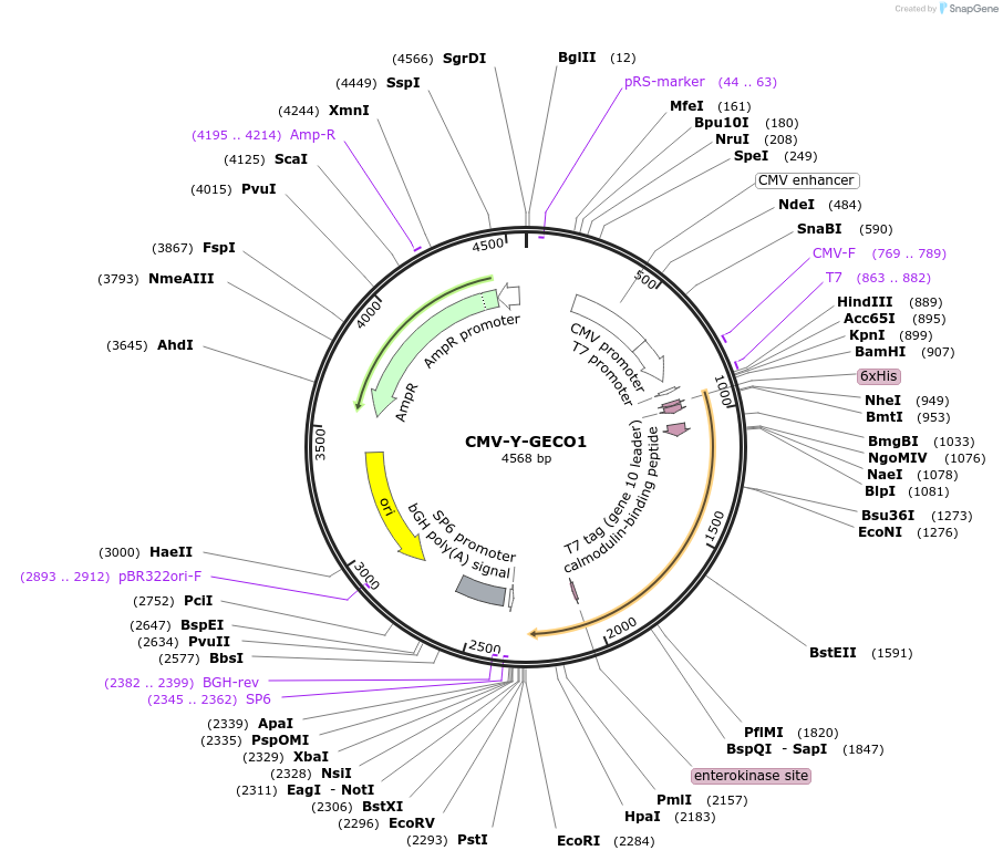55766-plasmid-map-sequence-id-89442