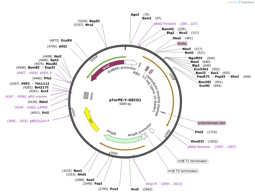 55765-plasmid-map-sequence-id-89444