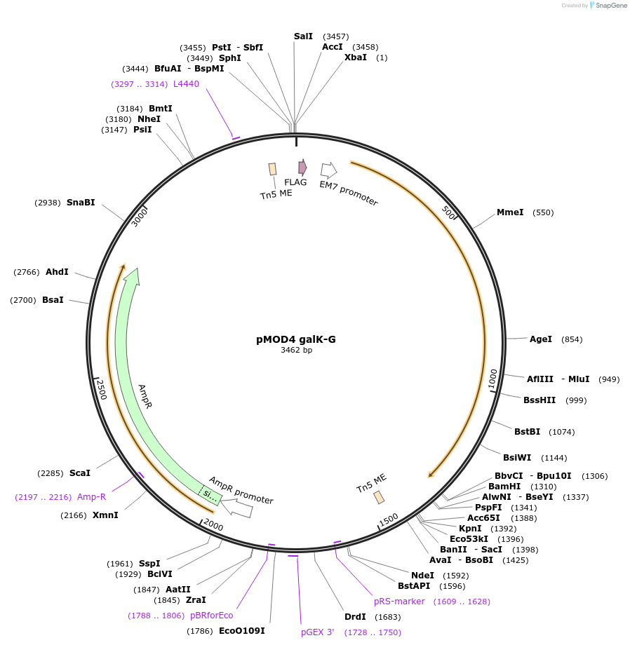 19182-plasmid-map-sequence-id-8948