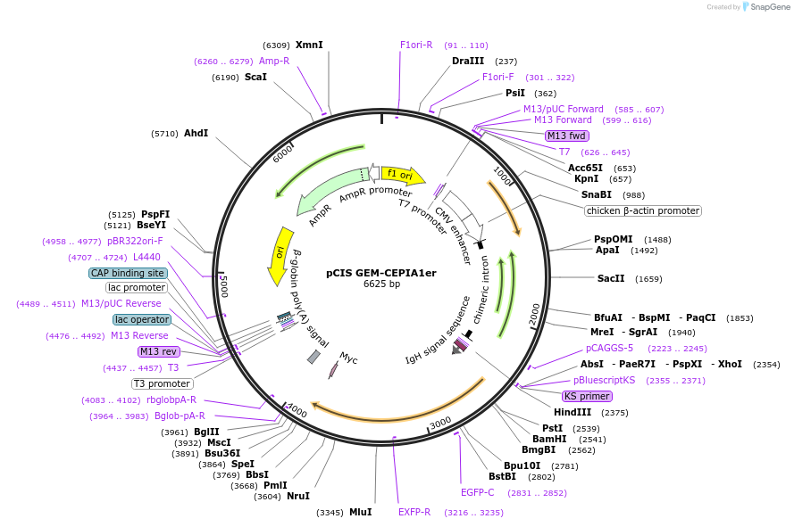 58217-plasmid-map-sequence-id-89557