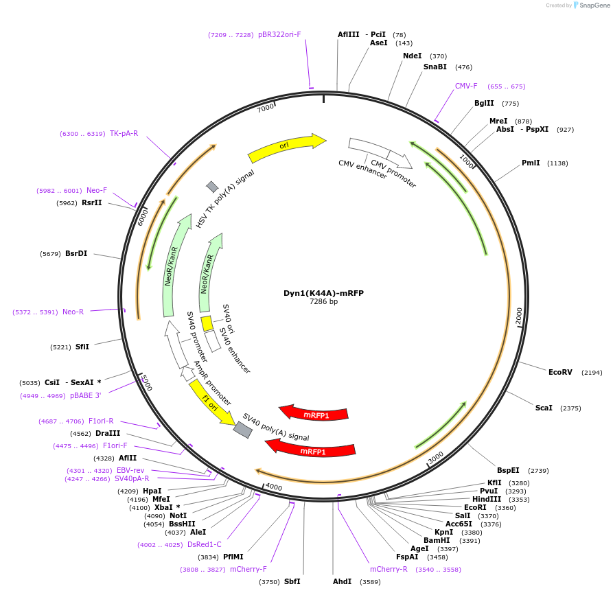 55795-plasmid-map-sequence-id-89565