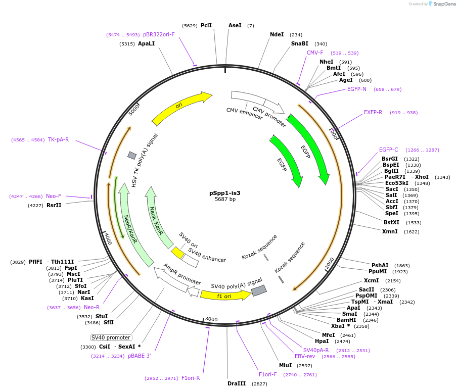 58247-plasmid-map-sequence-id-89637