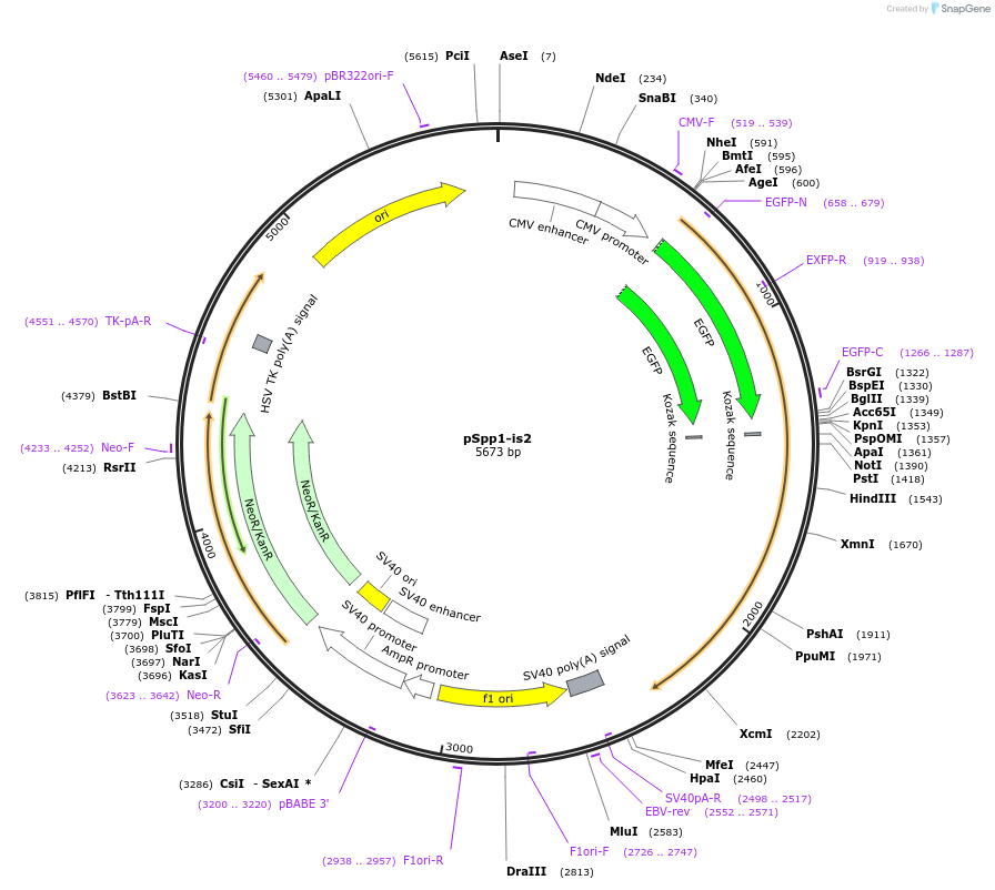 58248-plasmid-map-sequence-id-89638