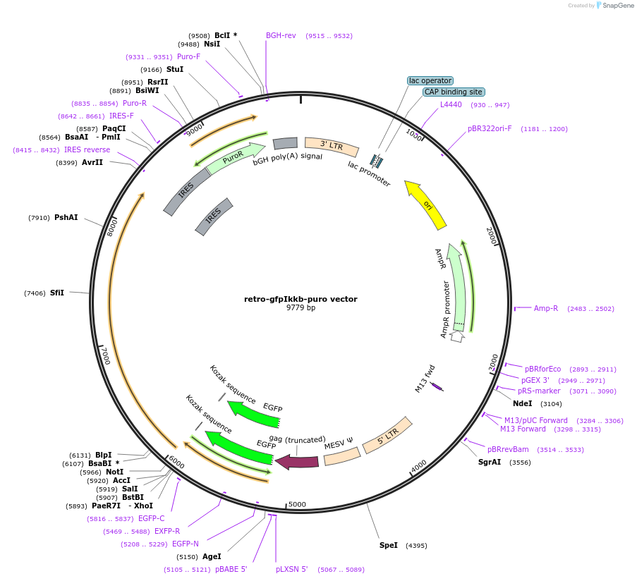 58251-plasmid-map-sequence-id-89644