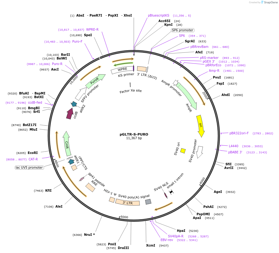 58244-plasmid-map-sequence-id-89655