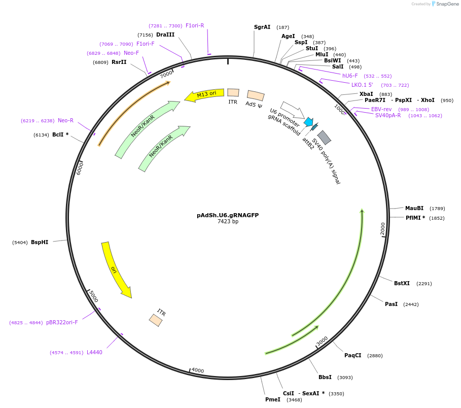 58255-plasmid-map-sequence-id-89656