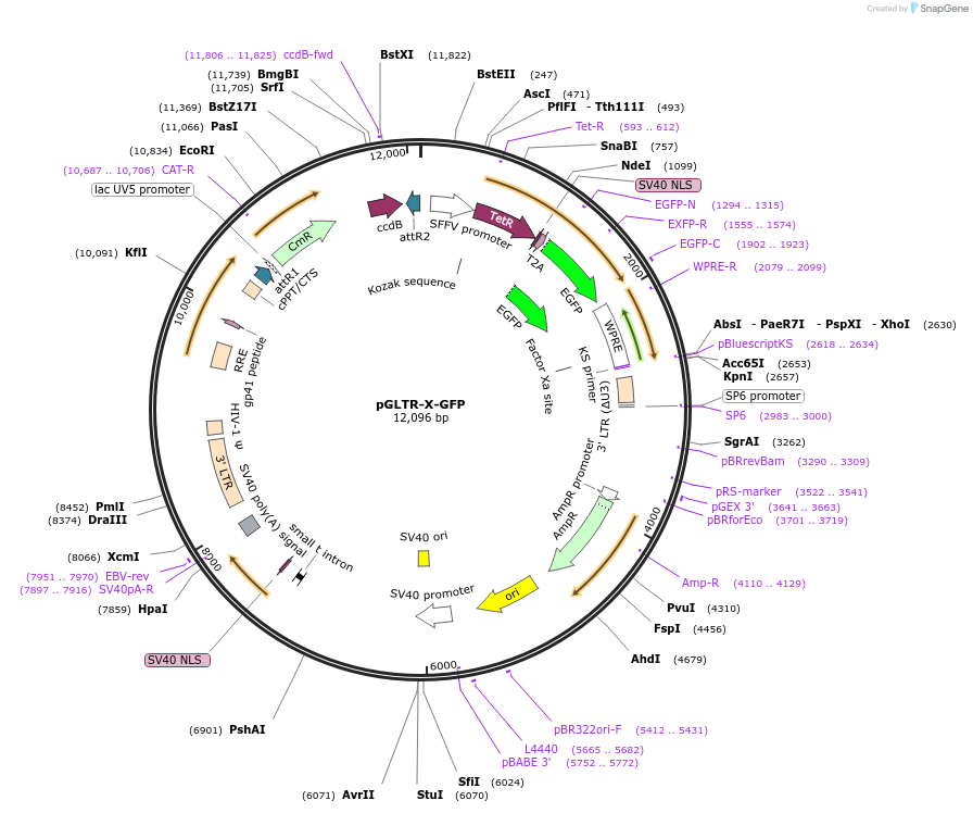 58245-plasmid-map-sequence-id-89669