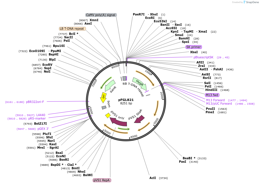 58223-plasmid-map-sequence-id-89704