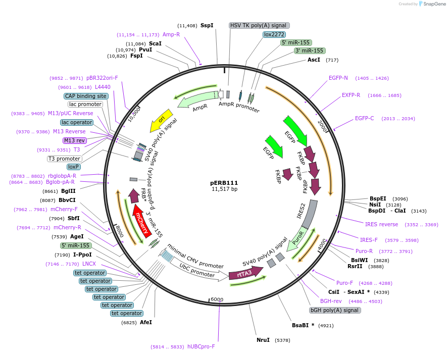 58281-plasmid-map-sequence-id-89741