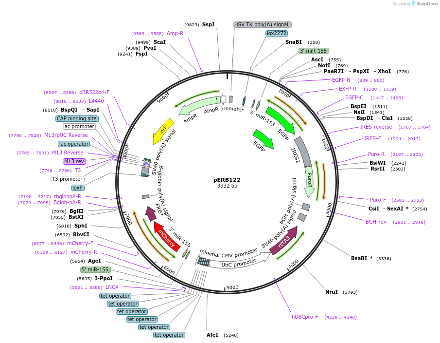 58282-plasmid-map-sequence-id-89778