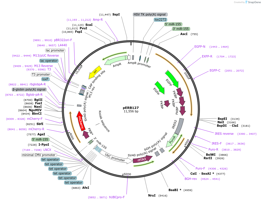 58283-plasmid-map-sequence-id-89792