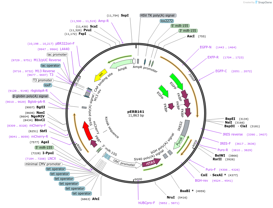 58286-plasmid-map-sequence-id-89799
