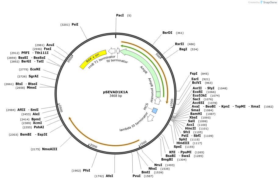 58299-plasmid-map-sequence-id-89810
