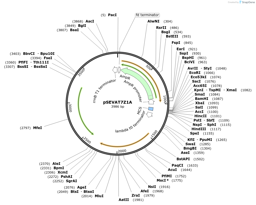 58300-plasmid-map-sequence-id-89811