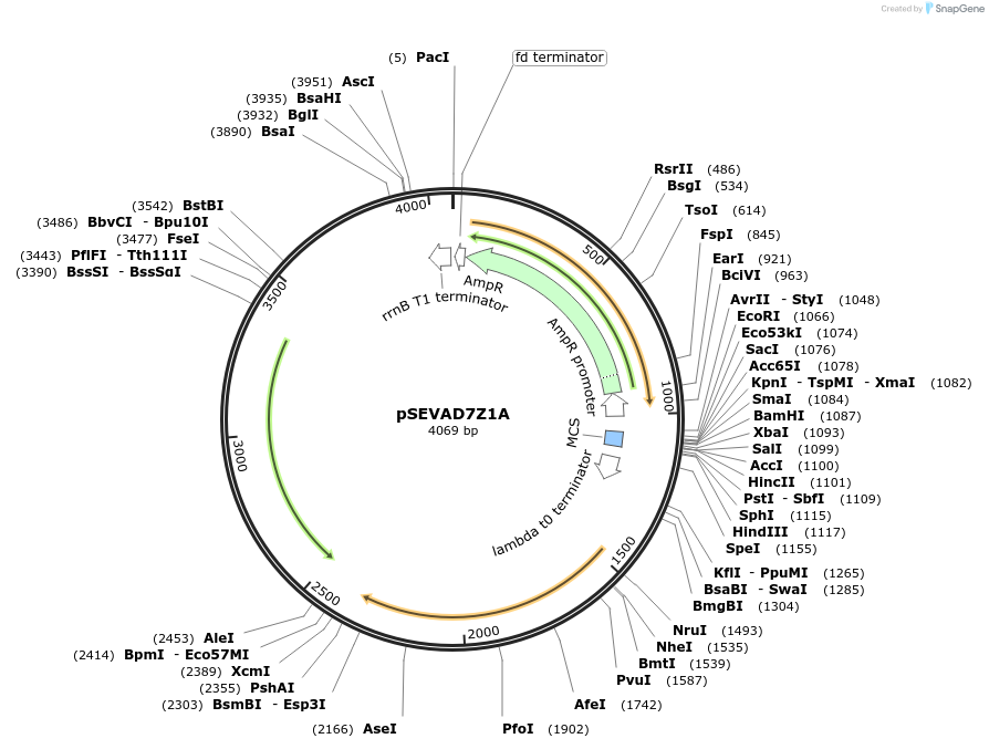 58301-plasmid-map-sequence-id-89813