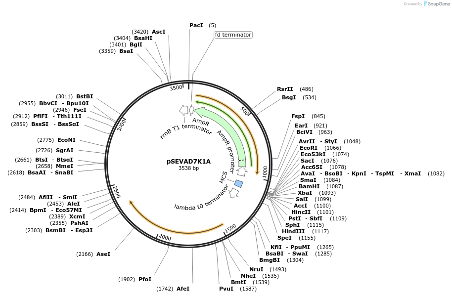 58303-plasmid-map-sequence-id-89815