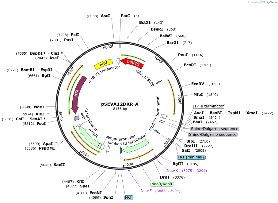 58304-plasmid-map-sequence-id-89816