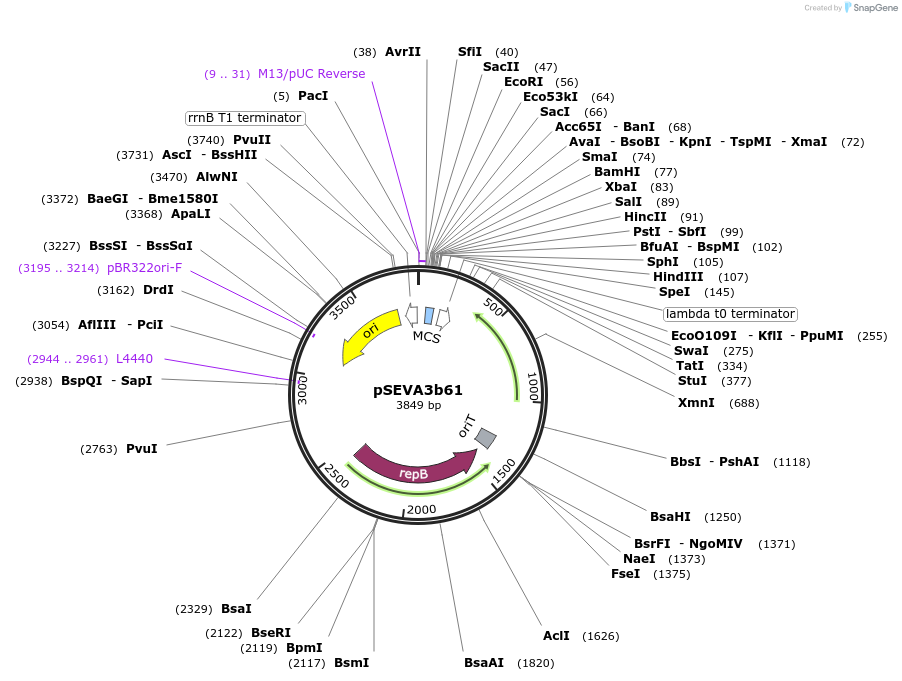 58310-plasmid-map-sequence-id-89822