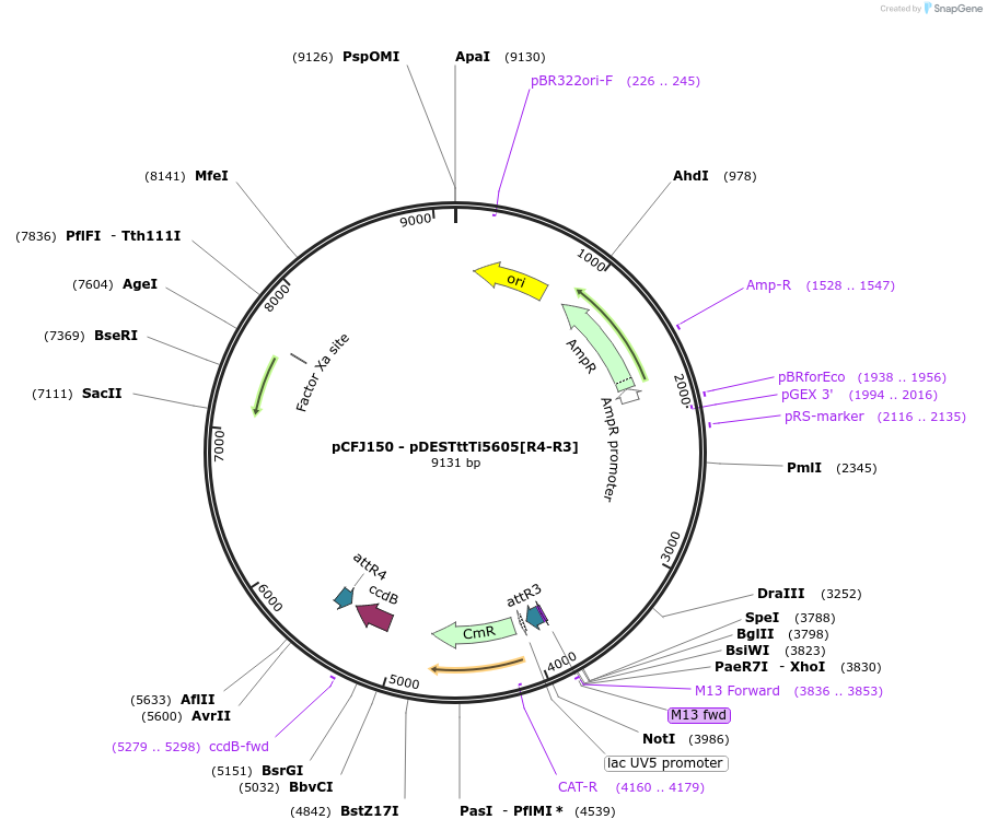 19329-plasmid-map-sequence-id-8986
