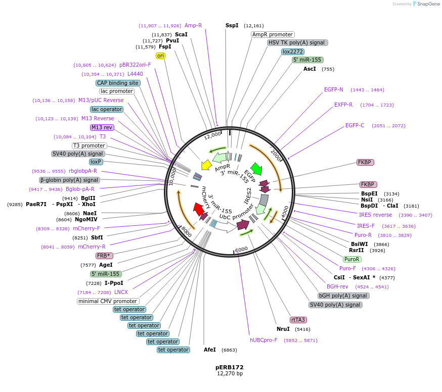 58290-plasmid-map-sequence-id-89869