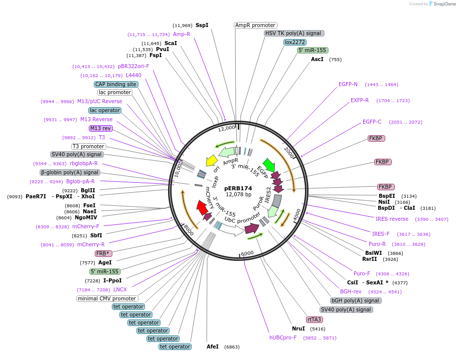 58291-plasmid-map-sequence-id-89873