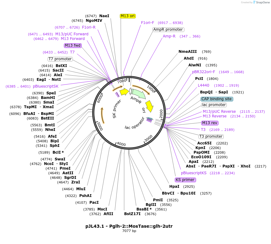 19332-plasmid-map-sequence-id-8989