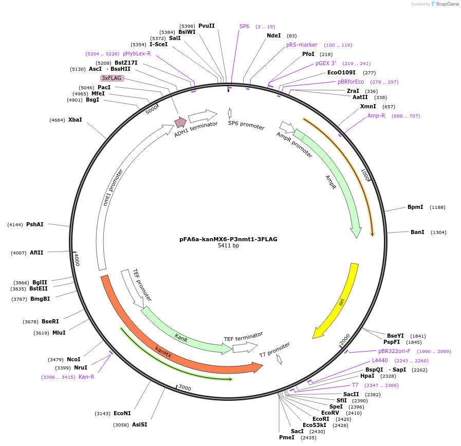 19336-plasmid-map-sequence-id-8991