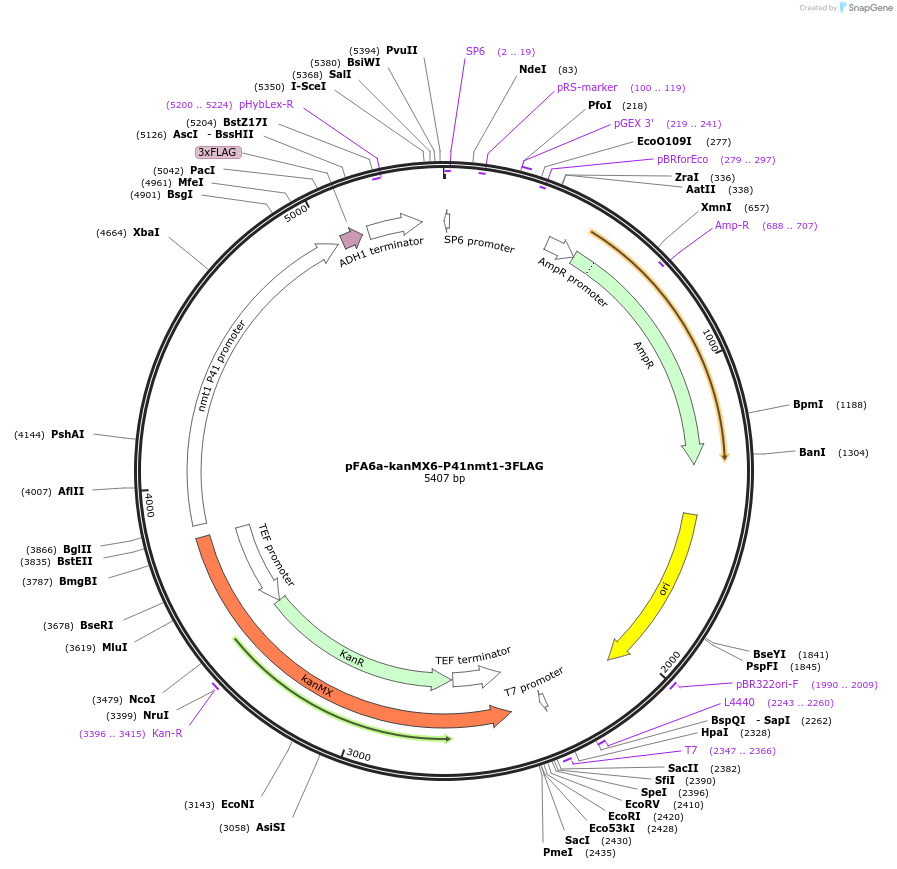 19337-plasmid-map-sequence-id-8992